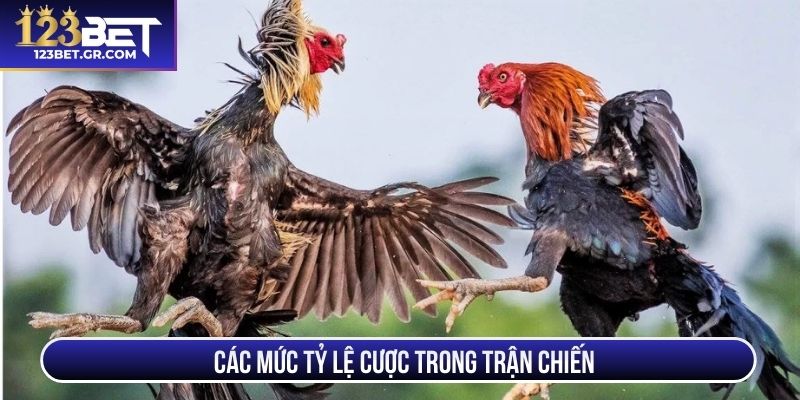 Các mức tỷ lệ cược trong trận chiến