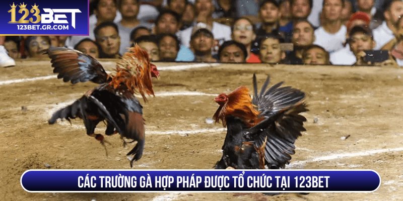Các trường gà hợp pháp được tổ chức tại 123BET