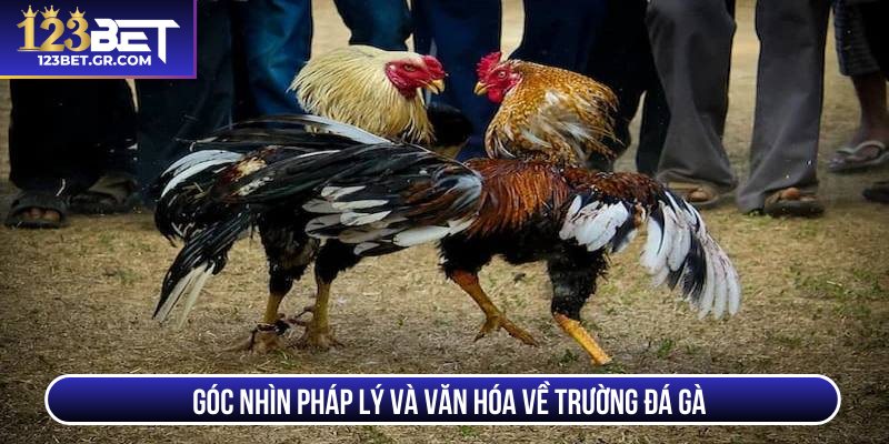 Góc nhìn pháp lý và văn hóa về trường đá gà