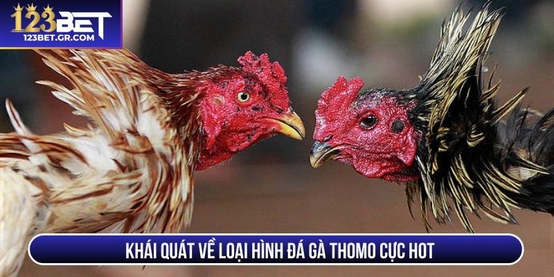 Khái quát về loại hình đá gà Thomo cực hot