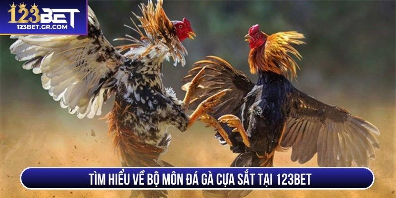 Tìm hiểu về bộ môn đá gà cựa sắt tại 123BET